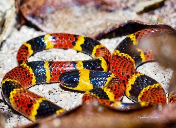 Pliocercus elapoides