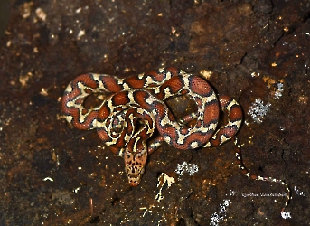 Pseudelaphe flavirufa
