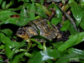 Rhinoclemys areolata