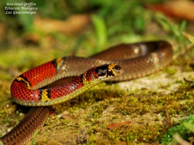 Scaphiodontophis annulatus