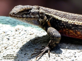 sceloporus variabilis