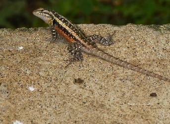 Sceloporus teapensis