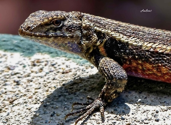 Sceloporus variabilis