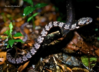 Reptiles