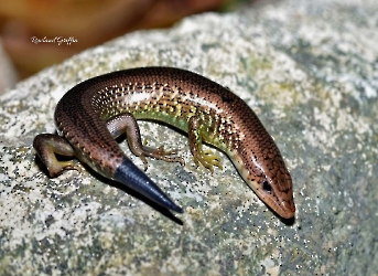 Siderolamprus rozellae