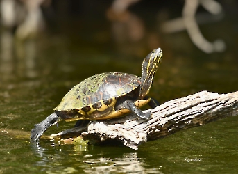 Trachemys venusta