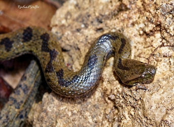 Tretanorhinus nigroluteus