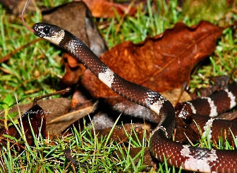 Reptiles