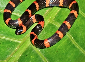 Reptiles