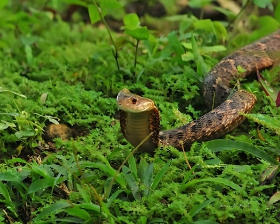 Xenodon rabdocephalus