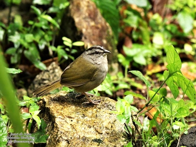 Green- Backed Sparrow