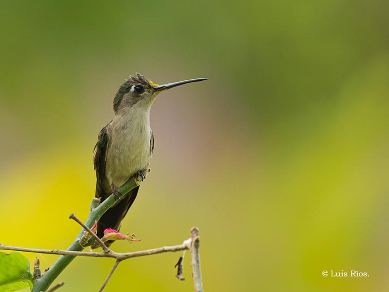 Wedge-tailed