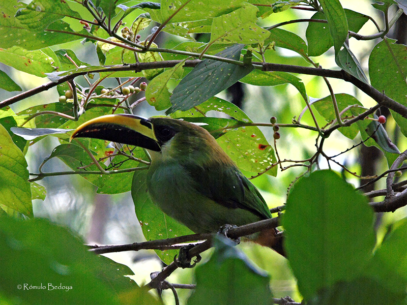 Northern Emerald Toucaned