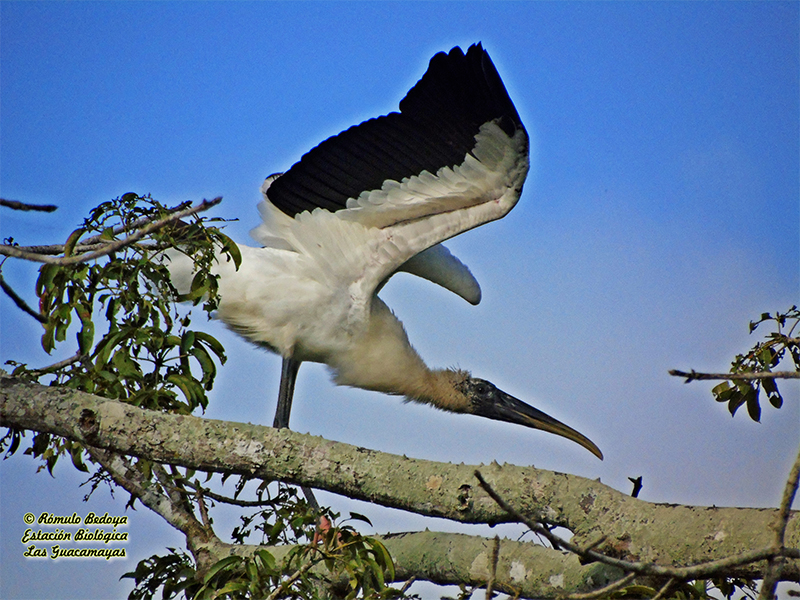 Word Stork-estacion-biologica-las-guacamayas