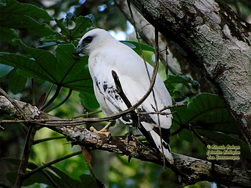White Hawk-estacion-biologica-las-guacamayas