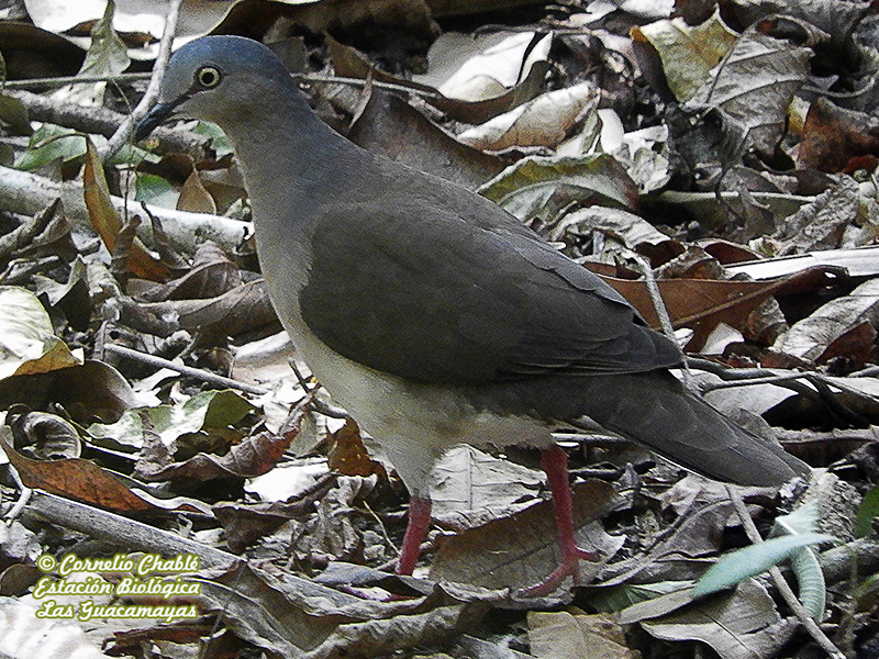 Gray-headed Dove-estacion-biologica-las-guacamayas