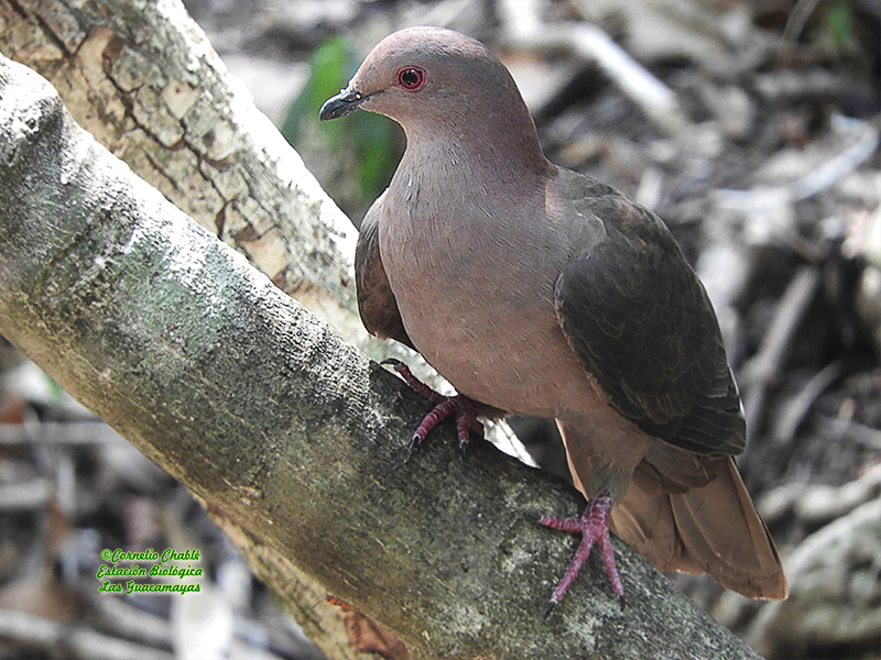 Short-billed Pigeon-estacion-biologica-las-guacamayas