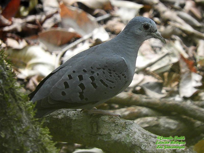 Blue Ground Dove-estacion-biologica-las-guacamayas