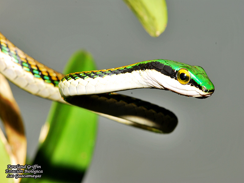 Leptophis mexicana