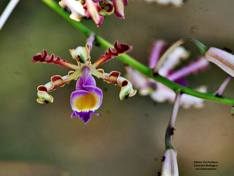 IMAGES - Category: Flores de la selva - Image: Schomburgkia tibicinis
