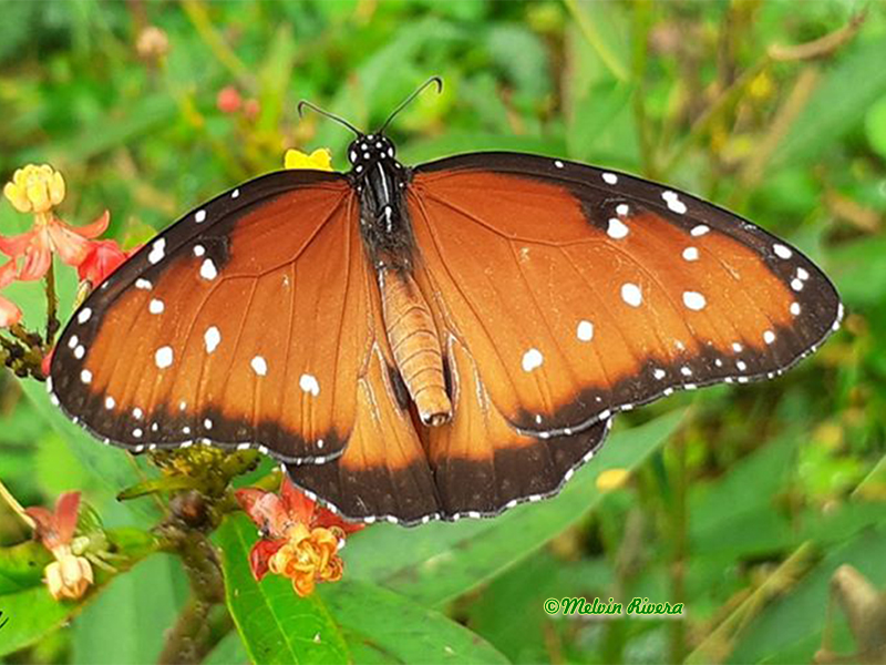 Queen Butterfly-Danaus gilippus