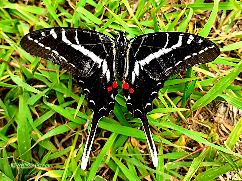 Dark Kite-Swallowtail-Eurytides philolaus