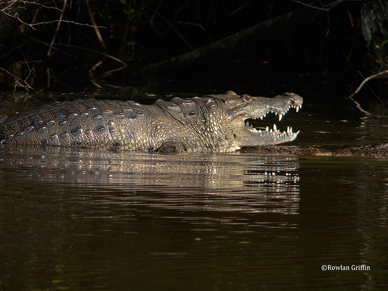 Crocodylus-moreletii