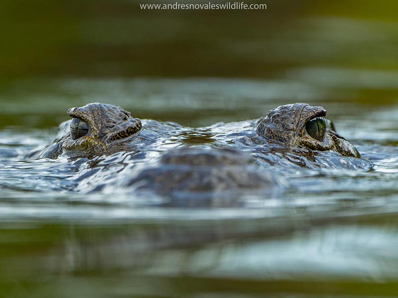 Crocodylus-moreletii-bobby