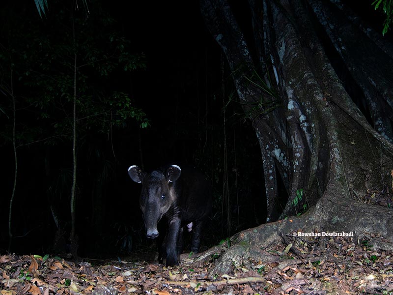 tapir-centroamericano